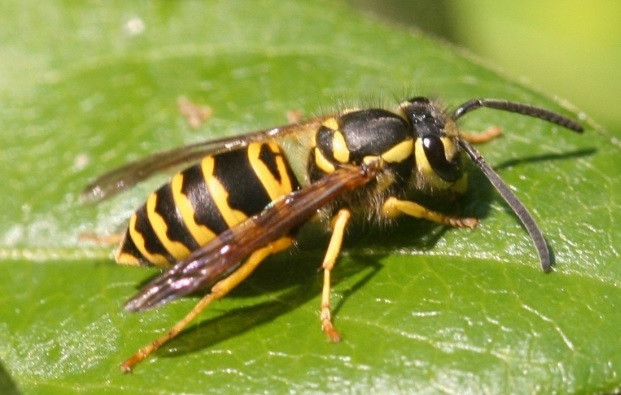 Eastern Yellowjacket (Johnny N. Dell, Bugwood.org)