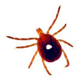 Lone Star Tick Female