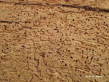 Powderpost beetles tunnel through wood, producing fine powder and small exit holes