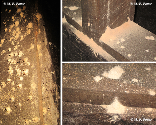 Powderpost beetles tunnel through wood, producing fine powder and small exit holes.
