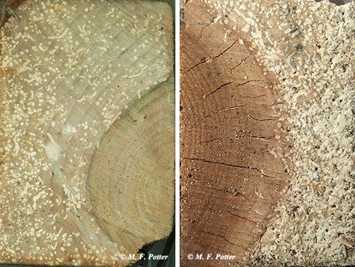 Larvae prefer to tunnel in sapwood more than heartwood.