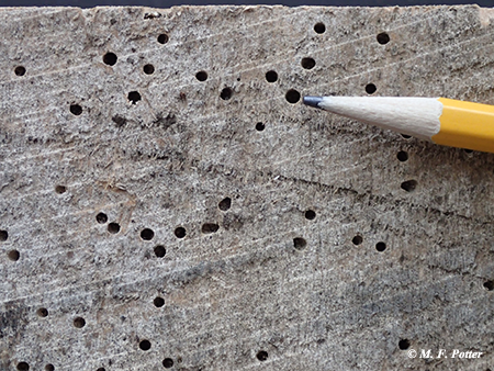 Old emergence holes suggesting infestation is no longer active