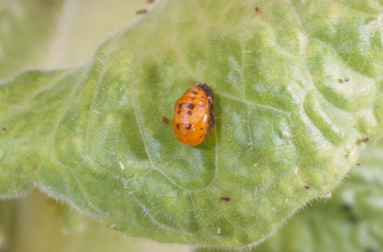 ladybug pupa