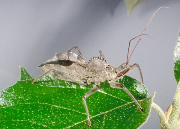 wheel bug adult