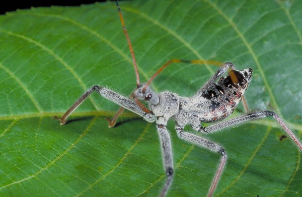 wheel bug nymph