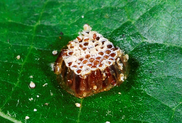 wheel bug eggs