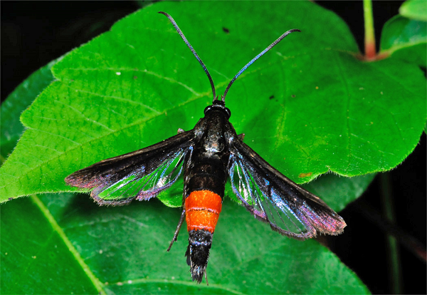 Peachtree borer