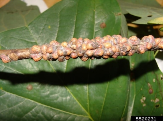 Tuliptree Scale