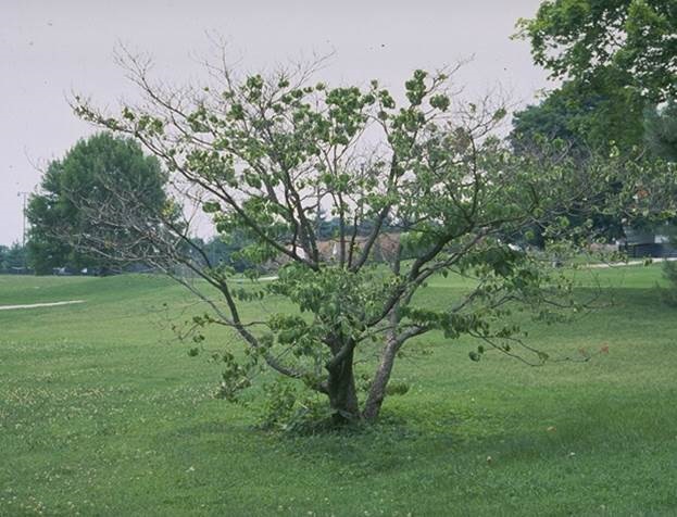 Clearwing Borer Crown Dieback