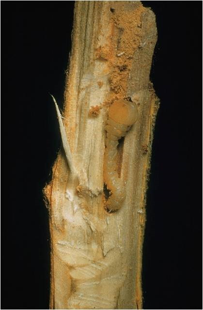 Flatheaded Apple Borer Larva