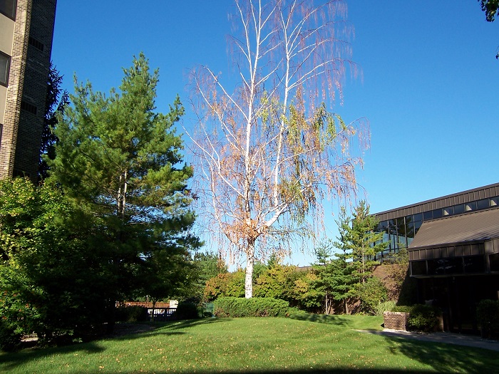 Bronze Birch Borer dieback