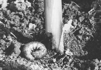 cutworm coiled into a "c" shape