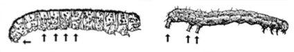 Cutworm larva (left)  and Cabbage looper (right)