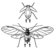 Aphid Cornicles