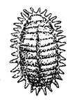 Mealybug