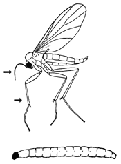 Fungus Gnat Adult and Larva