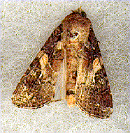 Fall Armyworm Moth