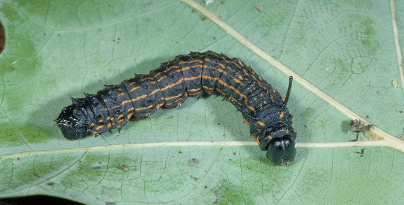 Orangestriped oakworm.