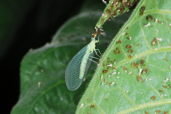 green lacewing