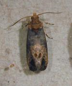 Figure 1. Adult GBM. Photo R. Isaacs, Michigan State University