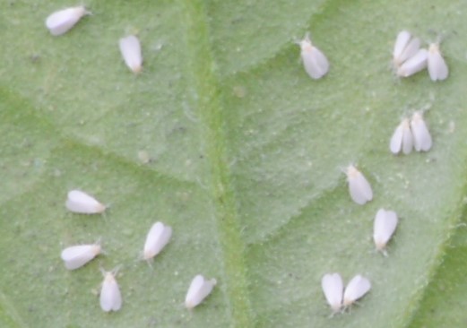 silverleaf whitefly