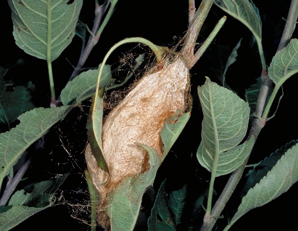 cecropia moth pupa