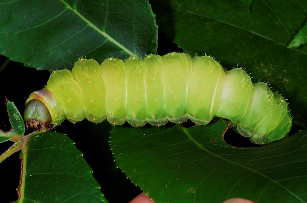 luna moth caterpillar