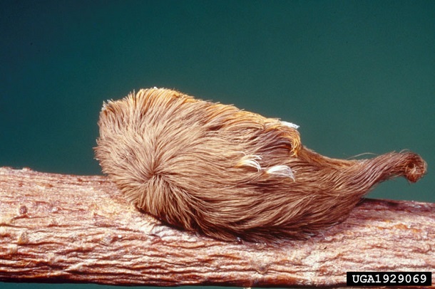 pus moth caterpillar