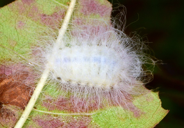 young black wave flannel moth caterpillar