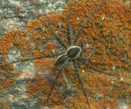 Fishing Spider