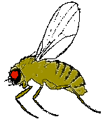 Fruit Fly