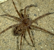 Fishing Spider