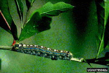 FTC Larva