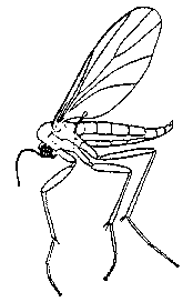 Fungus Gnat Drawing