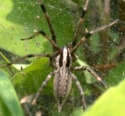 Grass Spider