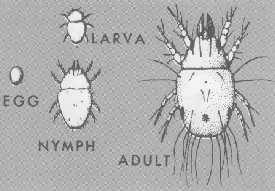 Ham Mite Life Cycle