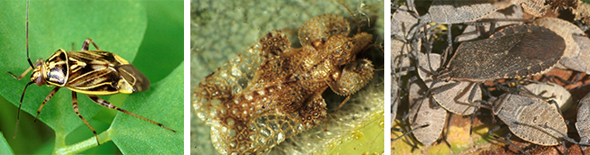 hemiptera