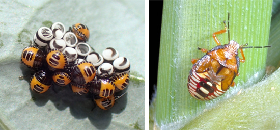 stink bug eggs and nymph