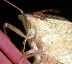 hemiptera mouthparts