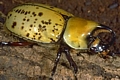 Hercules Beetle