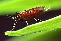 Hessian Fly Adult