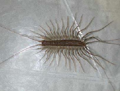 House Centipede