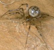 House Spider