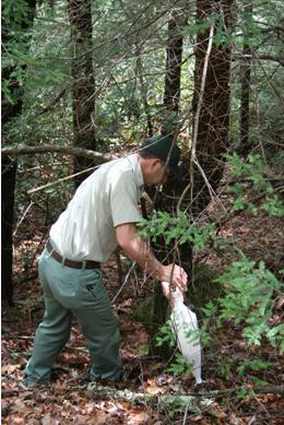 Treating Hemlock Trees for HWA