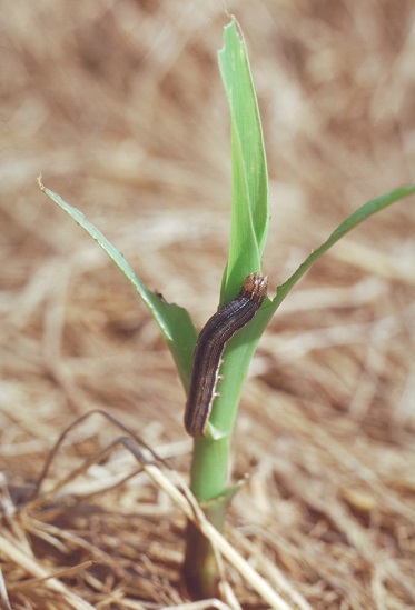 armyworm larva