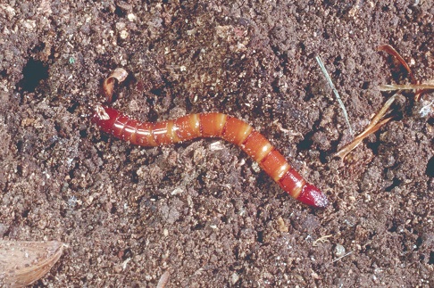 wireworm