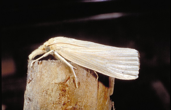 SWCB moth