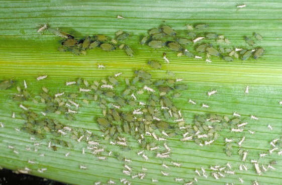 aphids