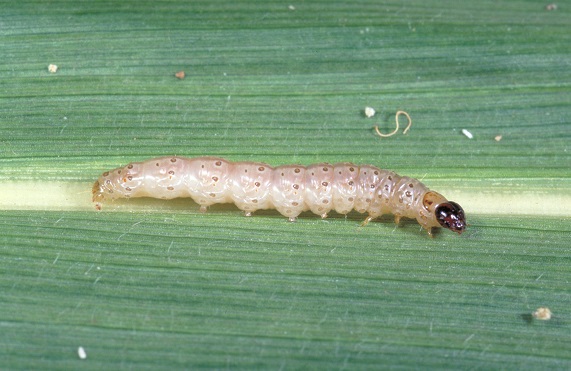 ECB larva