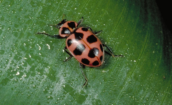 pink lady beetle